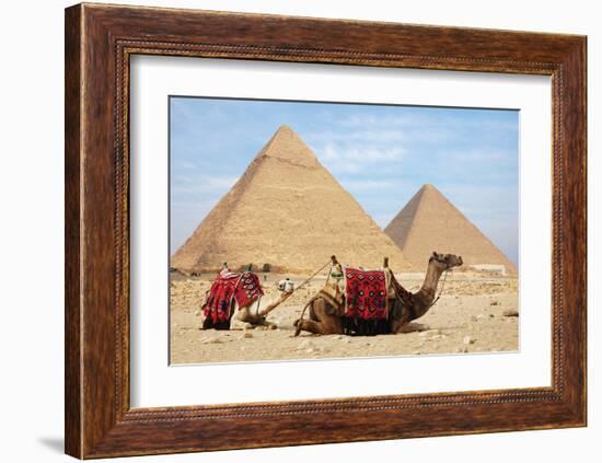 Camels and Pyramids Giza Egypt-null-Framed Art Print