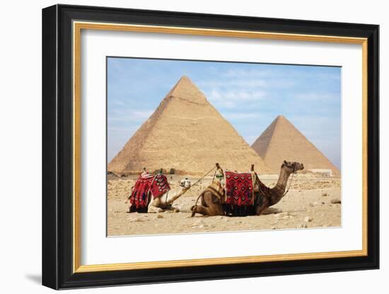 Camels and Pyramids Giza Egypt-null-Framed Art Print