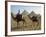 Camels and Rider at the Giza Pyramids, UNESCO World Heritage Site, Giza, Cairo, Egypt-Dominic Harcourt-webster-Framed Photographic Print