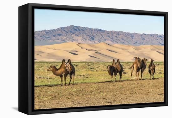 Camels and sand dunes of Gobi desert in the background, Sevrei district, South Gobi province, Mongo-Francesco Vaninetti-Framed Premier Image Canvas