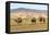 Camels and sand dunes of Gobi desert in the background, Sevrei district, South Gobi province, Mongo-Francesco Vaninetti-Framed Premier Image Canvas