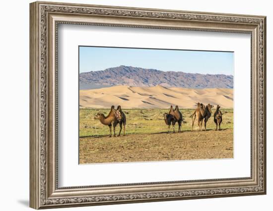 Camels and sand dunes of Gobi desert in the background, Sevrei district, South Gobi province, Mongo-Francesco Vaninetti-Framed Photographic Print