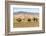 Camels and sand dunes of Gobi desert in the background, Sevrei district, South Gobi province, Mongo-Francesco Vaninetti-Framed Photographic Print