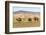 Camels and sand dunes of Gobi desert in the background, Sevrei district, South Gobi province, Mongo-Francesco Vaninetti-Framed Photographic Print