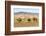 Camels and sand dunes of Gobi desert in the background, Sevrei district, South Gobi province, Mongo-Francesco Vaninetti-Framed Photographic Print