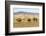 Camels and sand dunes of Gobi desert in the background, Sevrei district, South Gobi province, Mongo-Francesco Vaninetti-Framed Photographic Print