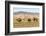 Camels and sand dunes of Gobi desert in the background, Sevrei district, South Gobi province, Mongo-Francesco Vaninetti-Framed Photographic Print