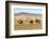 Camels and sand dunes of Gobi desert in the background, Sevrei district, South Gobi province, Mongo-Francesco Vaninetti-Framed Photographic Print