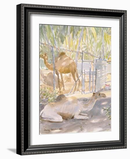 Camels at Rest, Salala (Oman) 1992-Lucy Willis-Framed Giclee Print