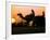 Camels at Sunset in Dubai, March 2000-null-Framed Photographic Print