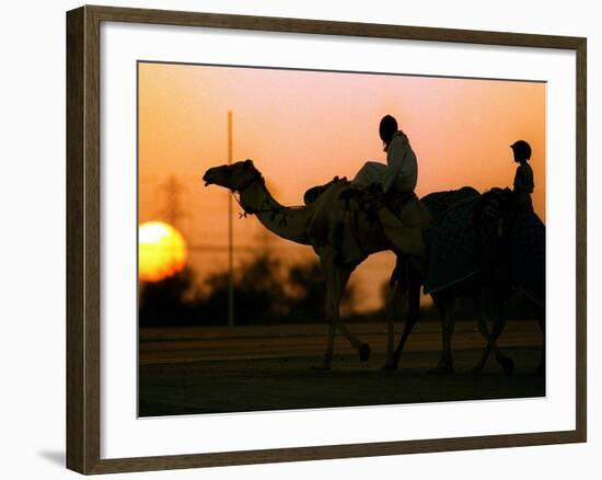 Camels at Sunset in Dubai, March 2000-null-Framed Photographic Print