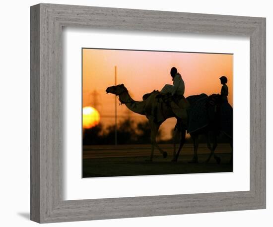 Camels at Sunset in Dubai, March 2000-null-Framed Photographic Print