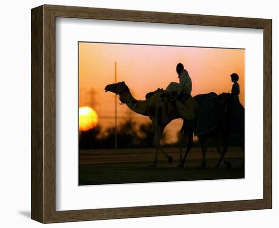 Camels at Sunset in Dubai, March 2000-null-Framed Photographic Print