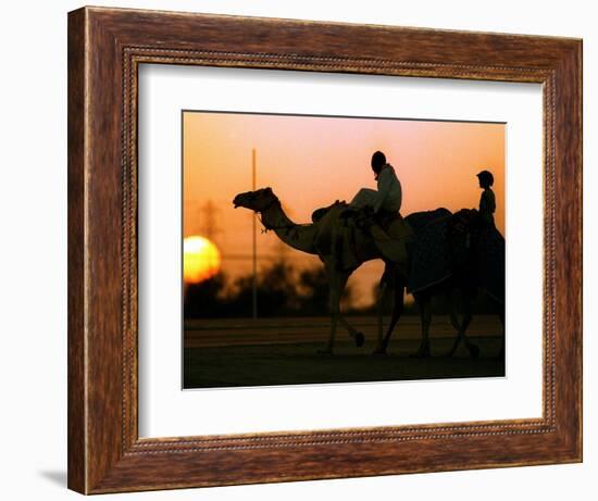 Camels at Sunset in Dubai, March 2000-null-Framed Photographic Print