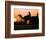 Camels at Sunset in Dubai, March 2000-null-Framed Photographic Print