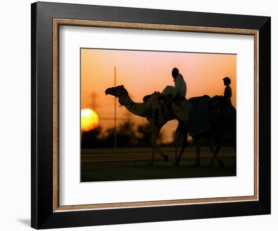 Camels at Sunset in Dubai, March 2000-null-Framed Photographic Print