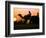 Camels at Sunset in Dubai, March 2000-null-Framed Photographic Print