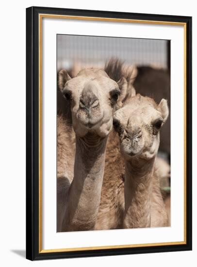 Camels at the Camel Market in Al Ain Near Dubai, United Arab Emirates-Michael DeFreitas-Framed Photographic Print