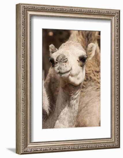 Camels at the Camel Market in Al Ain Near Dubai, United Arab Emirates-Michael DeFreitas-Framed Photographic Print