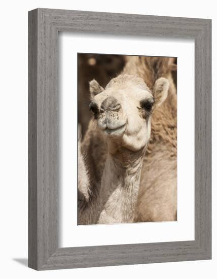 Camels at the Camel Market in Al Ain Near Dubai, United Arab Emirates-Michael DeFreitas-Framed Photographic Print