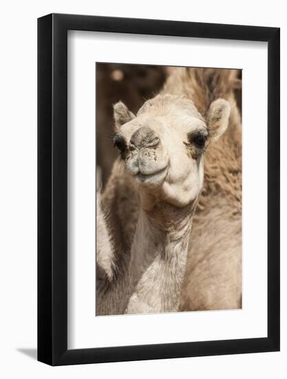 Camels at the Camel Market in Al Ain Near Dubai, United Arab Emirates-Michael DeFreitas-Framed Photographic Print