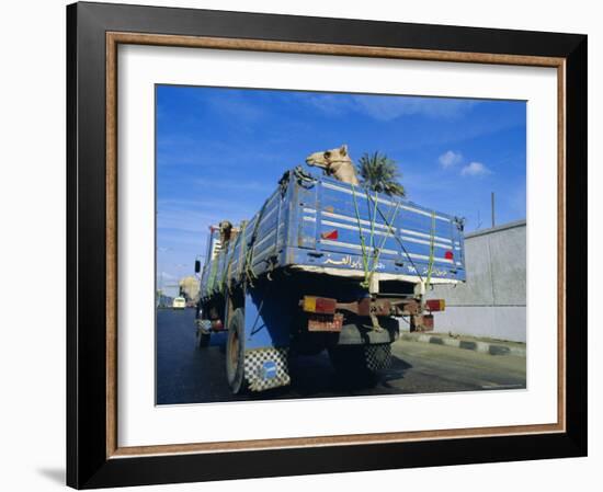 Camels Being Driven to Market in Back of Truck, Cairo, Egypt-Sylvain Grandadam-Framed Photographic Print