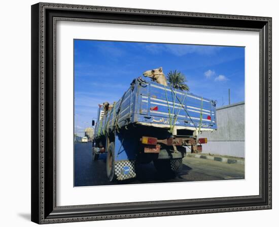 Camels Being Driven to Market in Back of Truck, Cairo, Egypt-Sylvain Grandadam-Framed Photographic Print