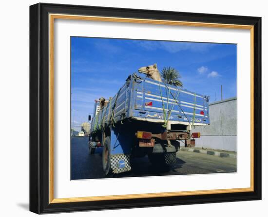 Camels Being Driven to Market in Back of Truck, Cairo, Egypt-Sylvain Grandadam-Framed Photographic Print