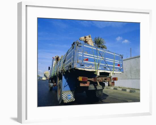 Camels Being Driven to Market in Back of Truck, Cairo, Egypt-Sylvain Grandadam-Framed Photographic Print