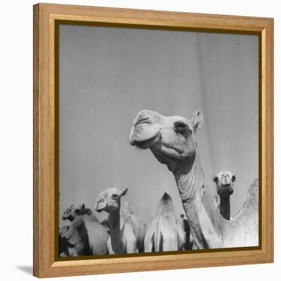 Camels Being Sold at Animal Market-Bob Landry-Framed Premier Image Canvas