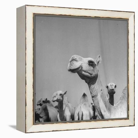 Camels Being Sold at Animal Market-Bob Landry-Framed Premier Image Canvas