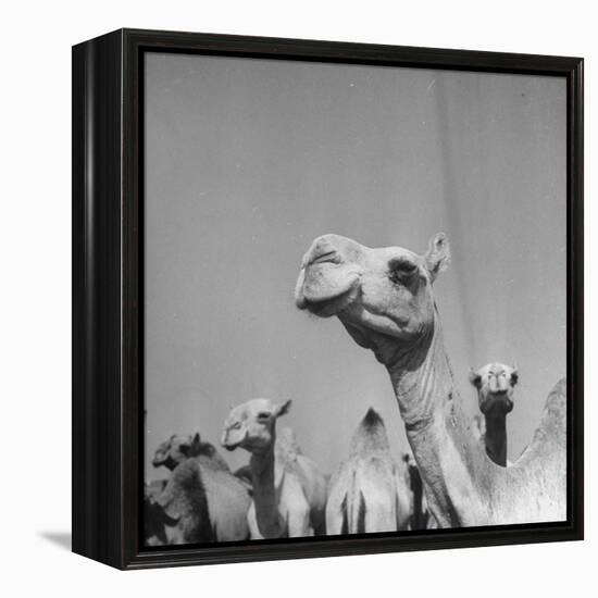 Camels Being Sold at Animal Market-Bob Landry-Framed Premier Image Canvas