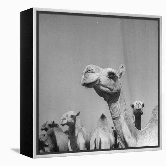 Camels Being Sold at Animal Market-Bob Landry-Framed Premier Image Canvas