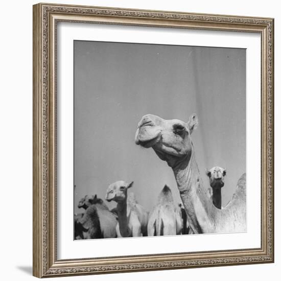 Camels Being Sold at Animal Market-Bob Landry-Framed Photographic Print