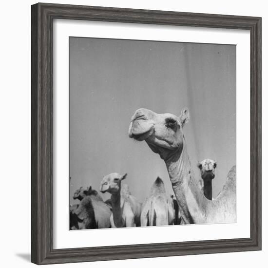 Camels Being Sold at Animal Market-Bob Landry-Framed Photographic Print