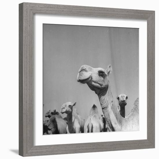 Camels Being Sold at Animal Market-Bob Landry-Framed Photographic Print