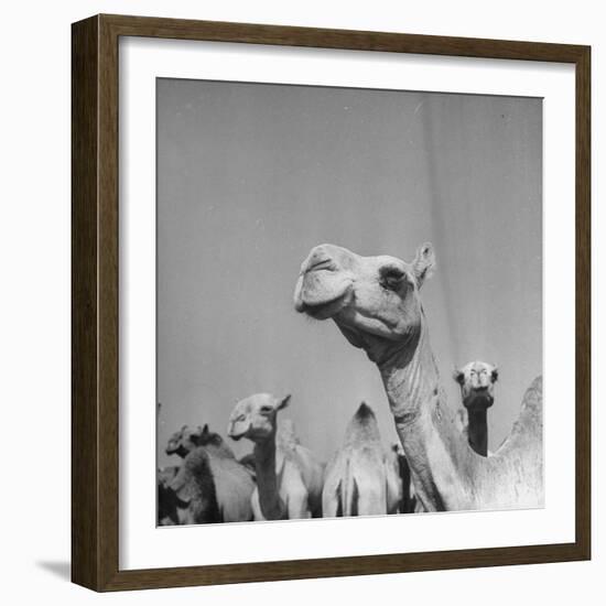 Camels Being Sold at Animal Market-Bob Landry-Framed Photographic Print