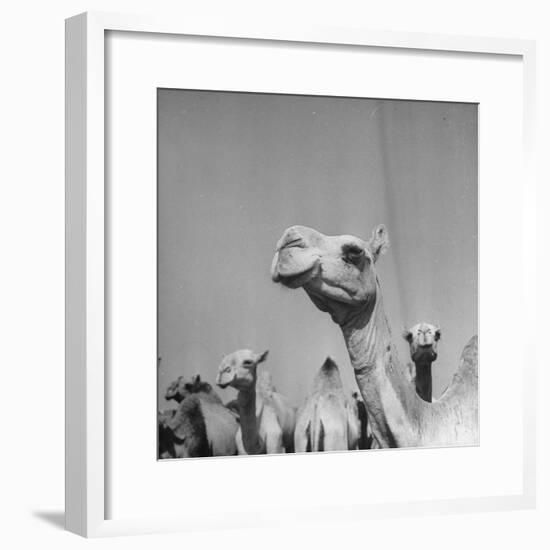 Camels Being Sold at Animal Market-Bob Landry-Framed Photographic Print