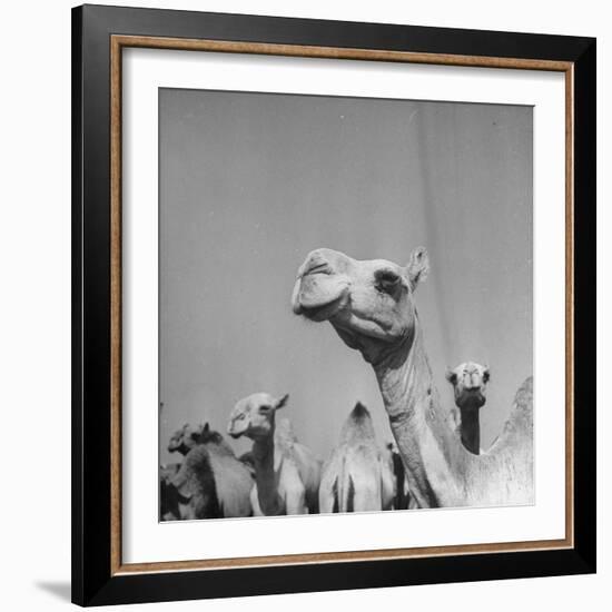 Camels Being Sold at Animal Market-Bob Landry-Framed Photographic Print