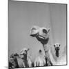 Camels Being Sold at Animal Market-Bob Landry-Mounted Photographic Print