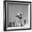 Camels Being Sold at Animal Market-Bob Landry-Framed Photographic Print