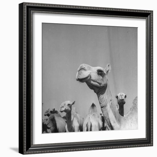 Camels Being Sold at Animal Market-Bob Landry-Framed Photographic Print