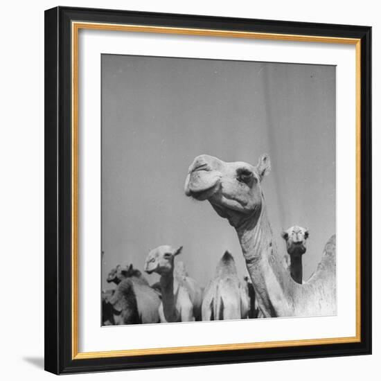 Camels Being Sold at Animal Market-Bob Landry-Framed Photographic Print