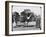 Camels Carrying Fodder, Egypt, C1890-Newton & Co-Framed Photographic Print