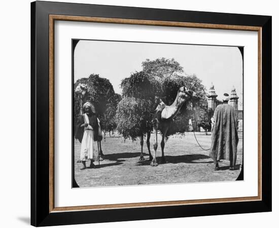 Camels Carrying Fodder, Egypt, C1890-Newton & Co-Framed Photographic Print