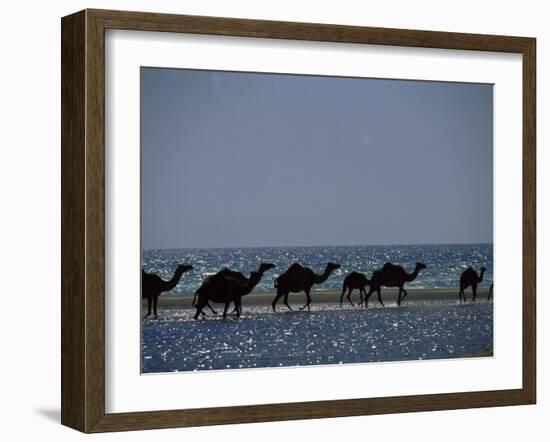 Camels Crossing Coastal Lagoon and Arabian Sea, Near Salalah, Dhofar Region, Oman, Middle East-Patrick Dieudonne-Framed Photographic Print