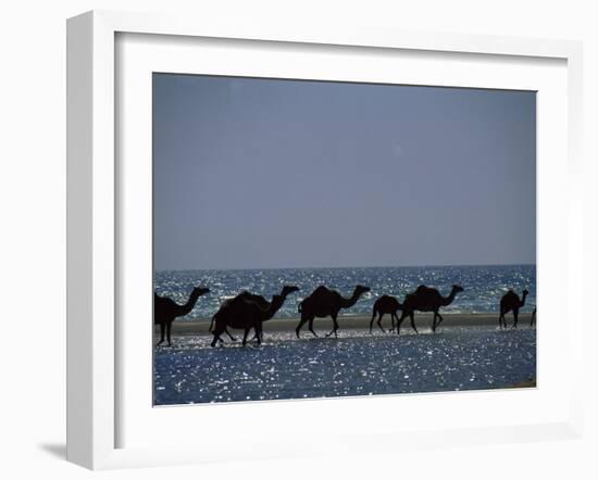 Camels Crossing Coastal Lagoon and Arabian Sea, Near Salalah, Dhofar Region, Oman, Middle East-Patrick Dieudonne-Framed Photographic Print