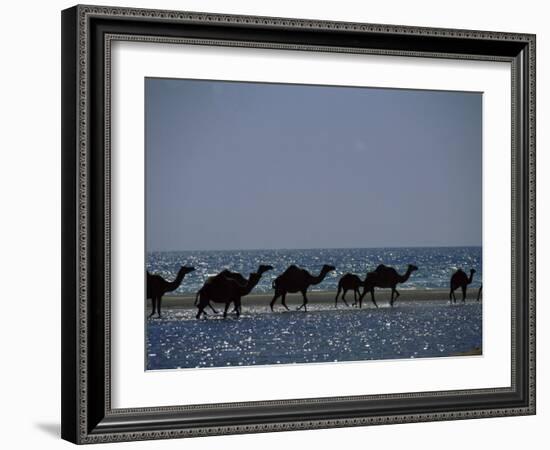 Camels Crossing Coastal Lagoon and Arabian Sea, Near Salalah, Dhofar Region, Oman, Middle East-Patrick Dieudonne-Framed Photographic Print