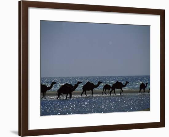 Camels Crossing Coastal Lagoon and Arabian Sea, Near Salalah, Dhofar Region, Oman, Middle East-Patrick Dieudonne-Framed Photographic Print