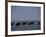 Camels Crossing Coastal Lagoon and Arabian Sea, Near Salalah, Dhofar Region, Oman, Middle East-Patrick Dieudonne-Framed Photographic Print